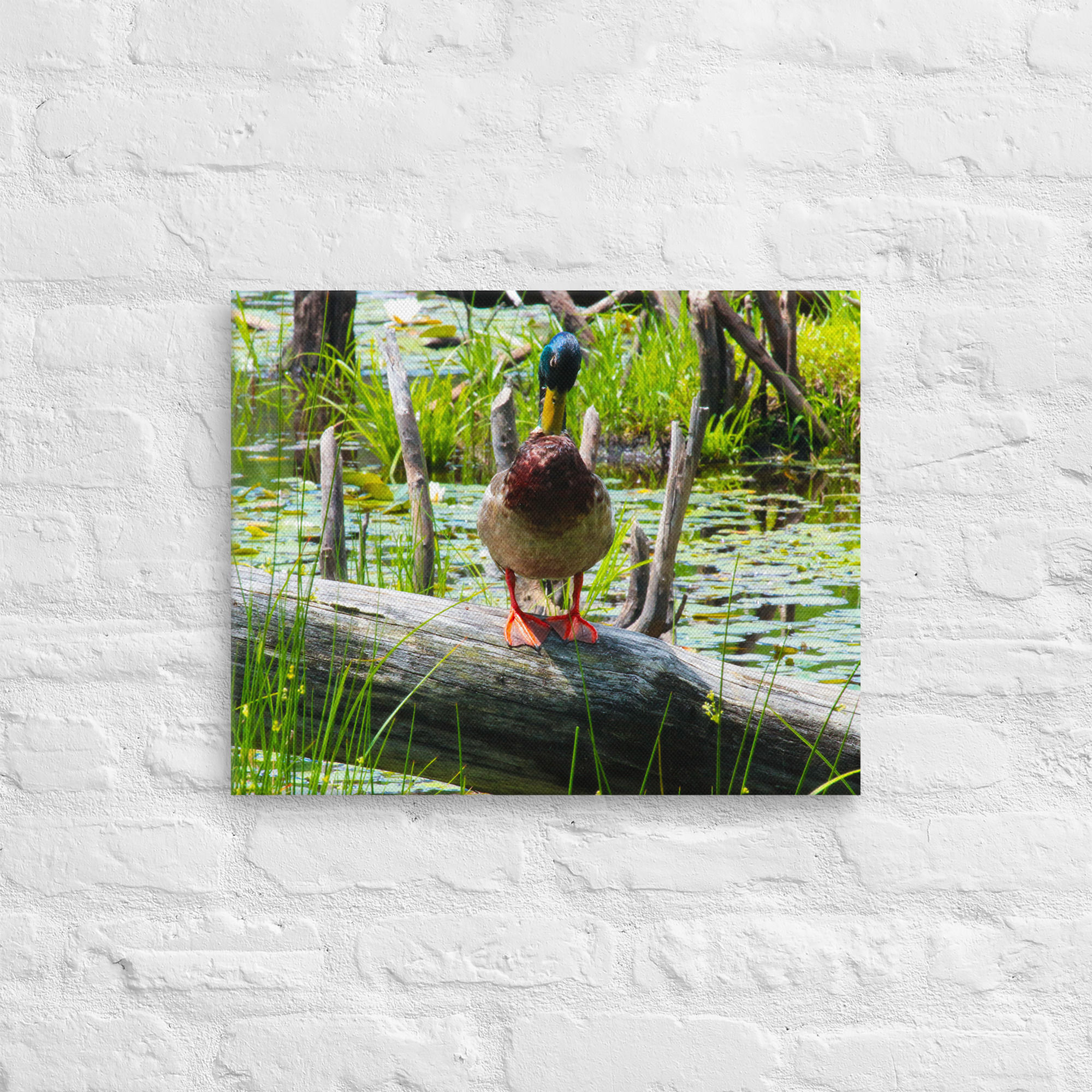 Pato Anade Real (Mexican Duck)