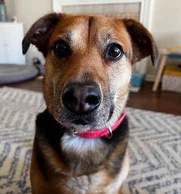 Biscottidog1.jpg