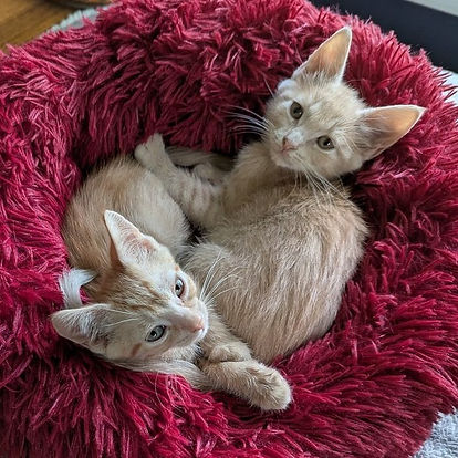 Amber&Applekitten1.jpg