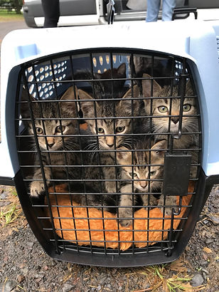 Keith & kittens.jpg