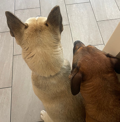 Maxdognew3.jpeg