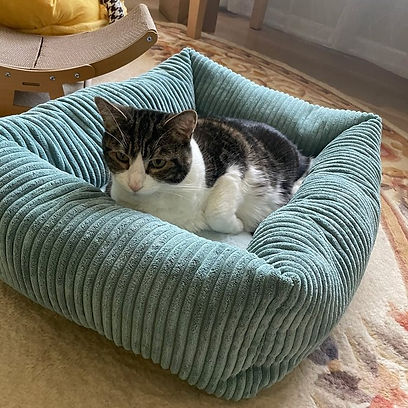 Kandycat5.jpg