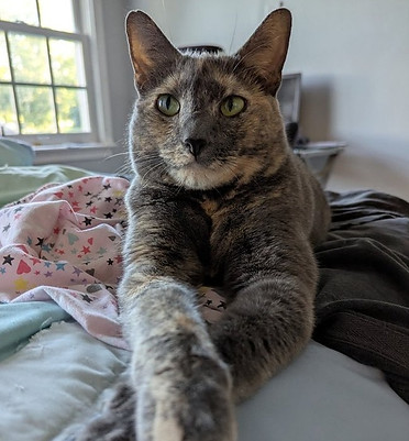 Evelyncat2.jpg