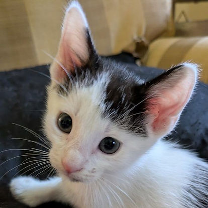 Dantekitten1.jpg
