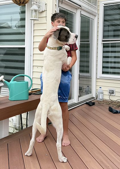 Casperdog2.jpg
