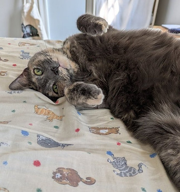 Evelyncat4.jpg
