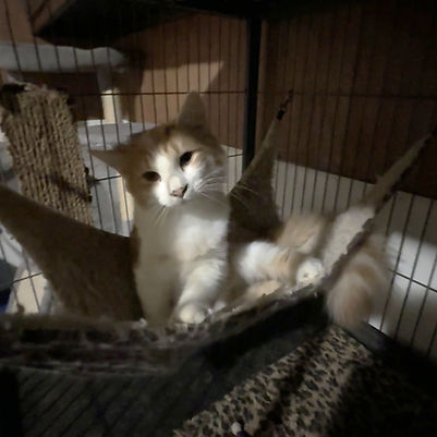 Honeykitten1.jpg