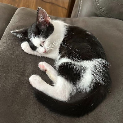 Minniecat3.jpg