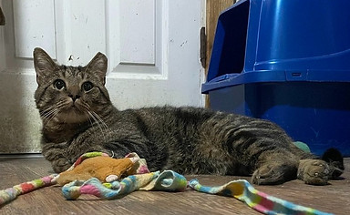 Meatballcat6.jpg