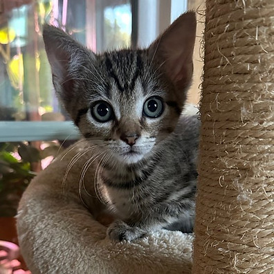 Felicitykitten2.jpg