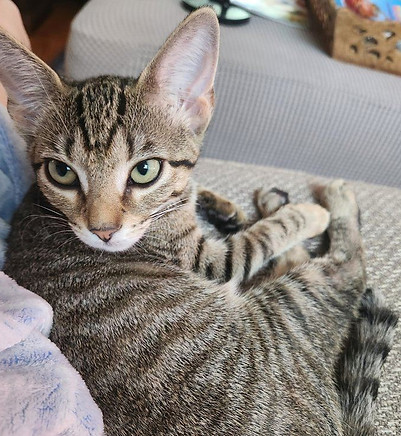 Felicitykitten5.jpg