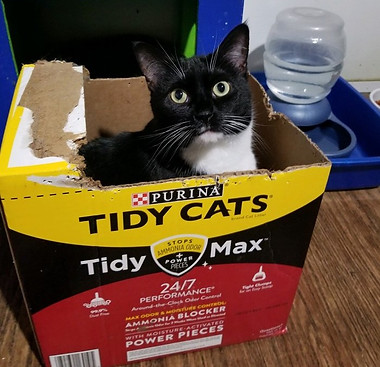 Hazelcatnew7.jpg