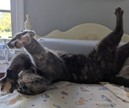 Evelyncat3.jpg