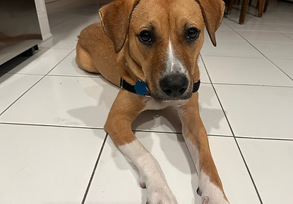 Gingerdog3.jpeg