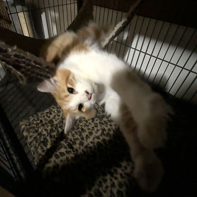 Honeykitten2.jpg