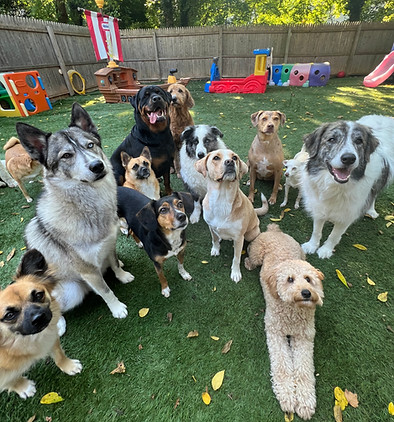 Dogs4.jpg