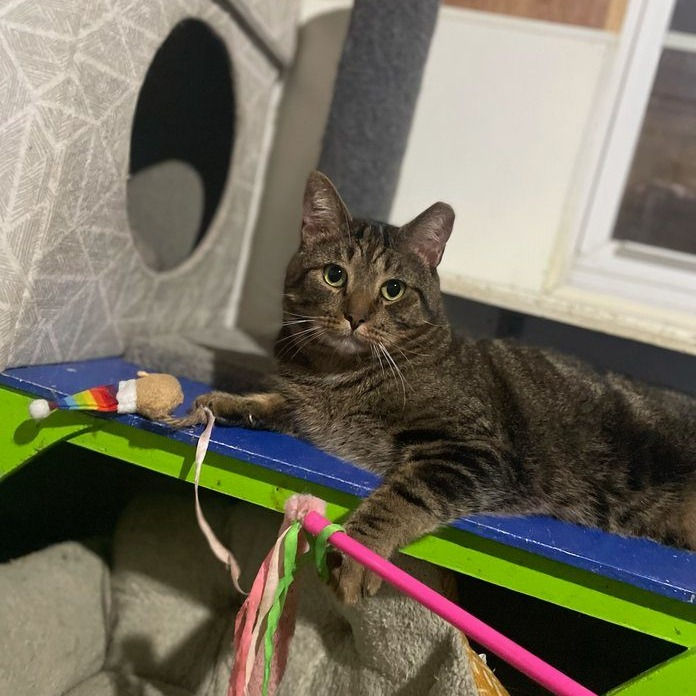 Meatballcat3
