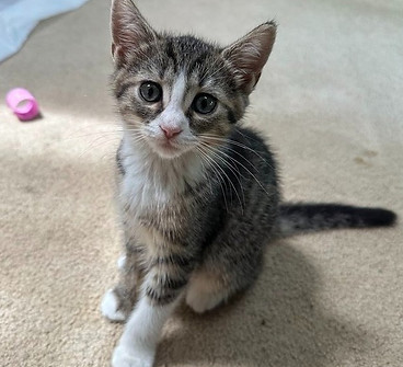 Mistykitten1.jpg
