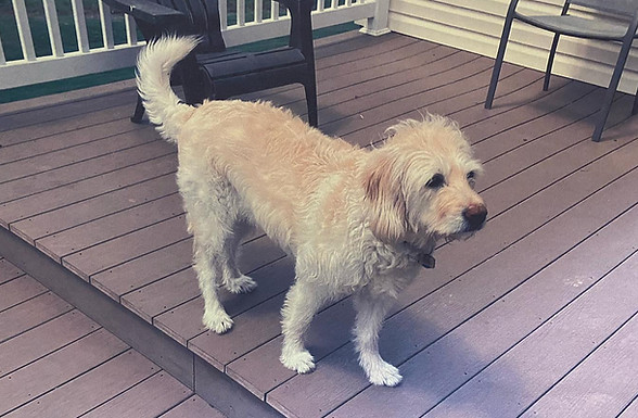 Addydog2.jpg