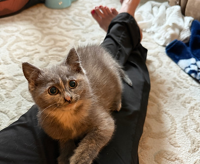 Bumblebeekitten7.jpg