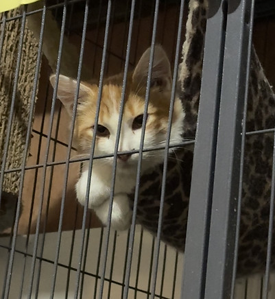 Honeykitten3.jpg