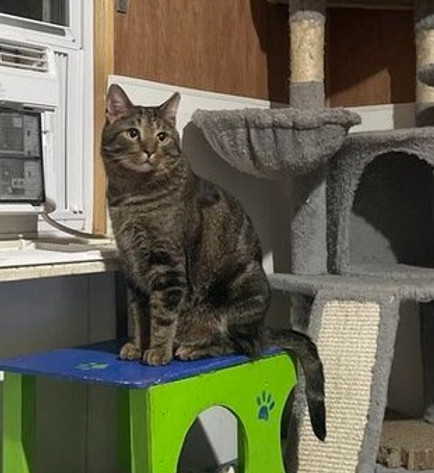Meatballcat4.jpg