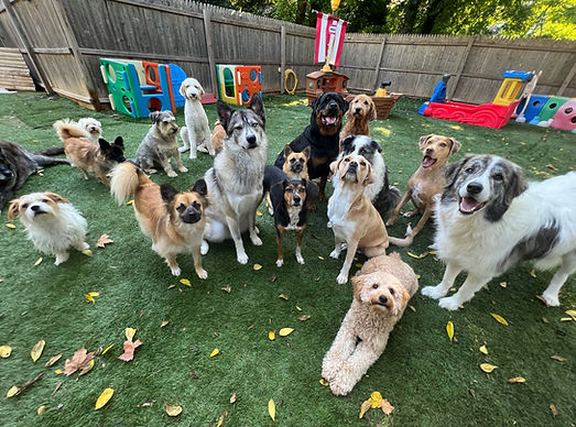 Dogs3.jpg