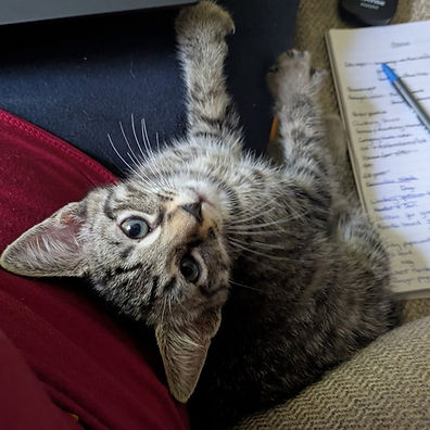 Dilemmakitten1.jpg