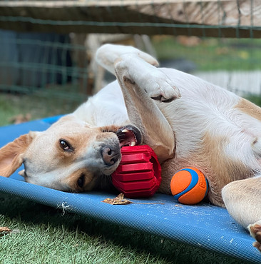Dogs1.jpg