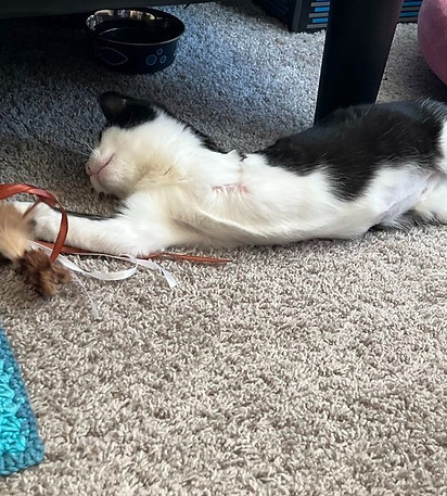 Dominolegkitten1.jpg