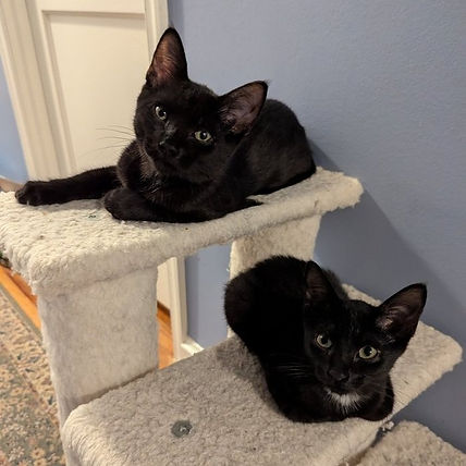 Carter&Corakitten4.jpg