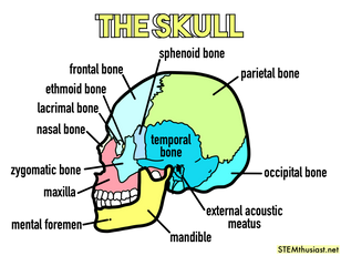 Labelled illustration of the human skull (lateral or side view), highlighting the main bones including the frontal, parietal, sphenoid, occipital, mandible, maxilla, nasal, lacrimal, zygomatic and ethmoid as well as some markings like the mental foramen and external acoustic meatus