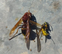 tamaño orientalis_edited.jpg