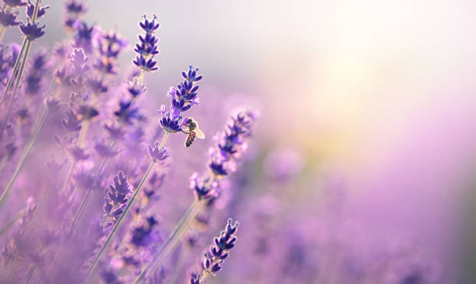istockphoto-1454962550-612x612.jpg