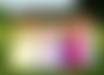 Damas y Damos de Honor