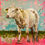 Thumbnail: The Charolais