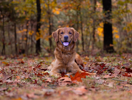 Zodiac Kentucky Fall 4-2.jpg
