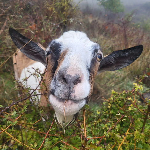 CaptainRootbeer_2023 - 3.jpg