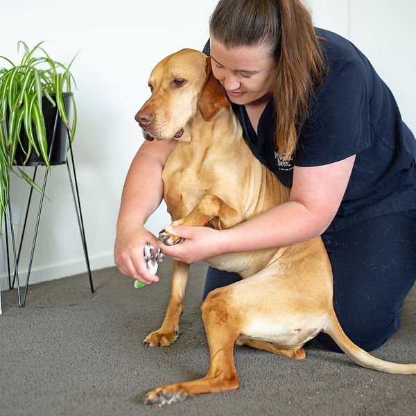 Chelsea trimming dogs nails