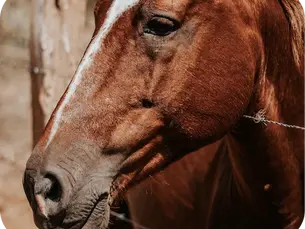Ein geplanter Abschied, der schmerzt