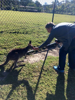 J feeding kangaroo