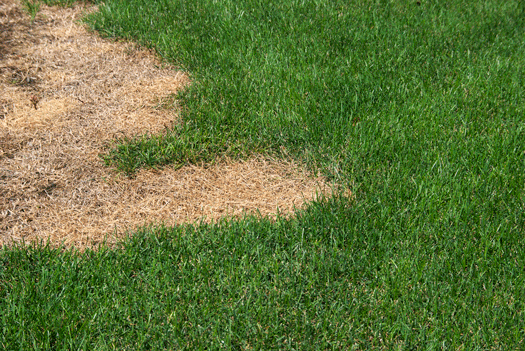 dead-grass-184372017.gif