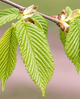 pruning-common-hornbeam-thumbnail2.jpg