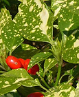spottedlaurel-thumbnail.jpg