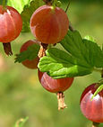 pruninggooseberry-thumbnail.jpg