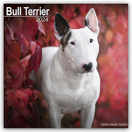 bull-terrier-bull-terrier-2024-16-monatskalender.jpg