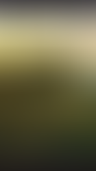 Pocket Guide to Noah's Ark