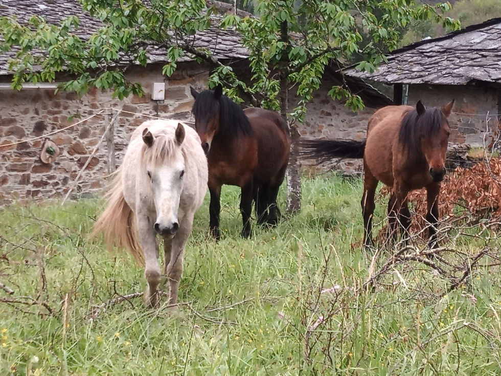 Estufa de leña en una casa de campo
