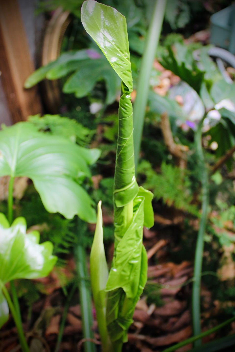 Magic Spell Garden Photo Diary 01