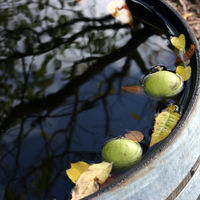 Wine barrell